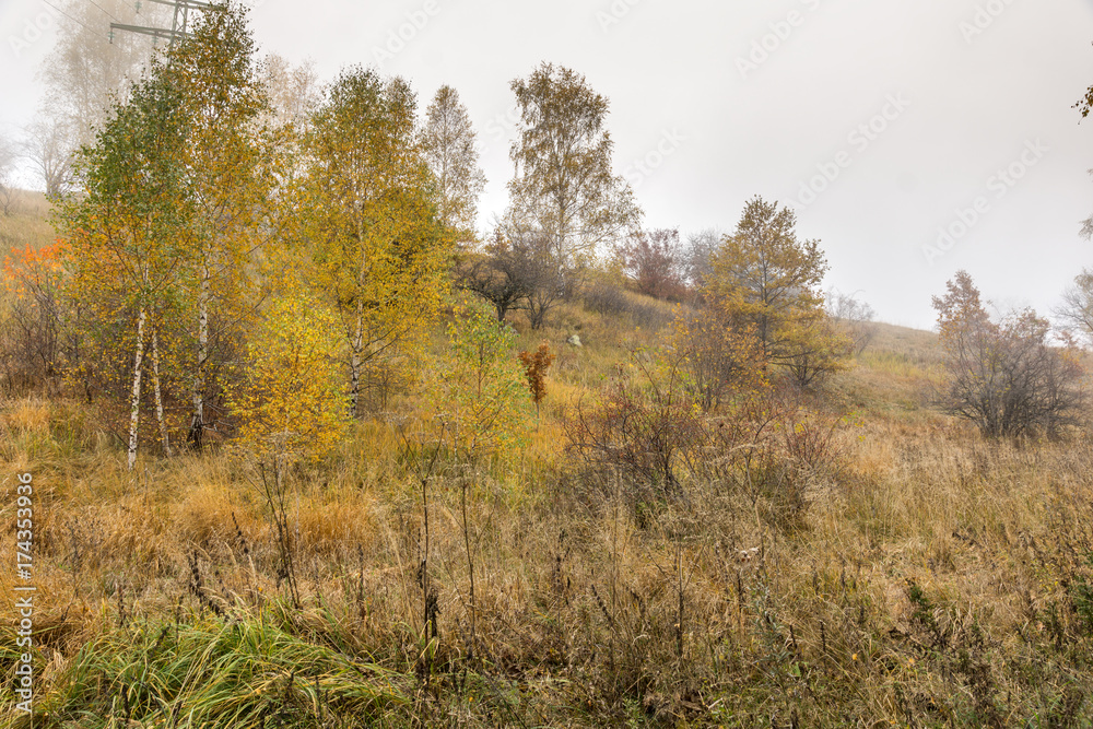 Autumn Landscape with yellow trees, Vitosha Mountain, Sofia City Region, Bulgaria