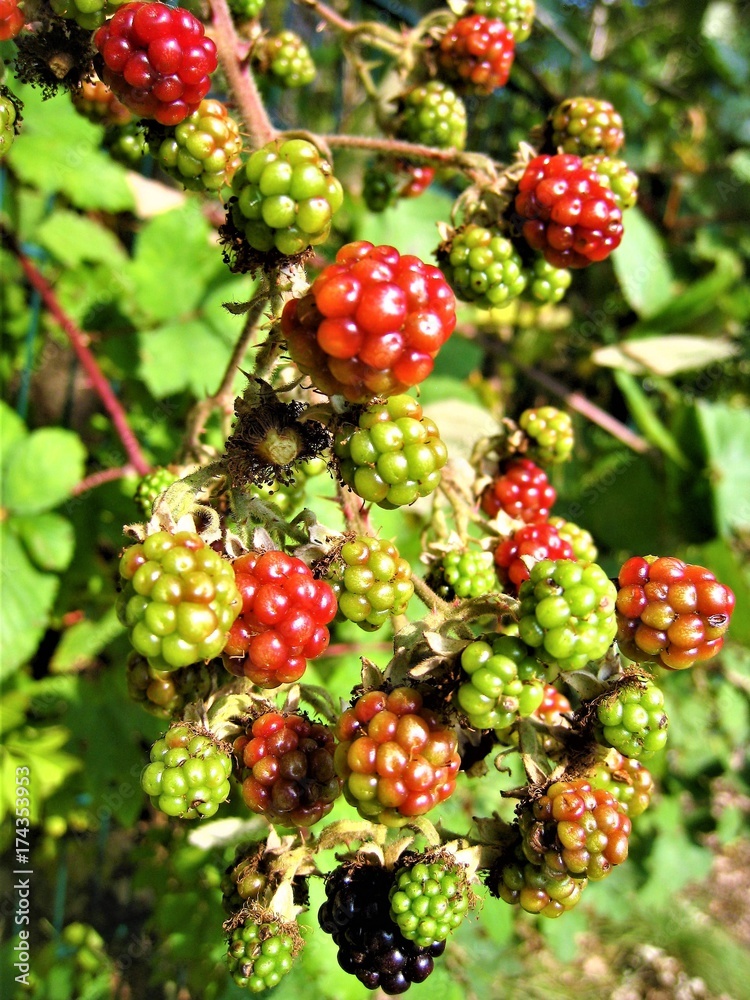 Brombeeren, unreife und reife Früchte Brombeeren, unreife und reife Früchte
