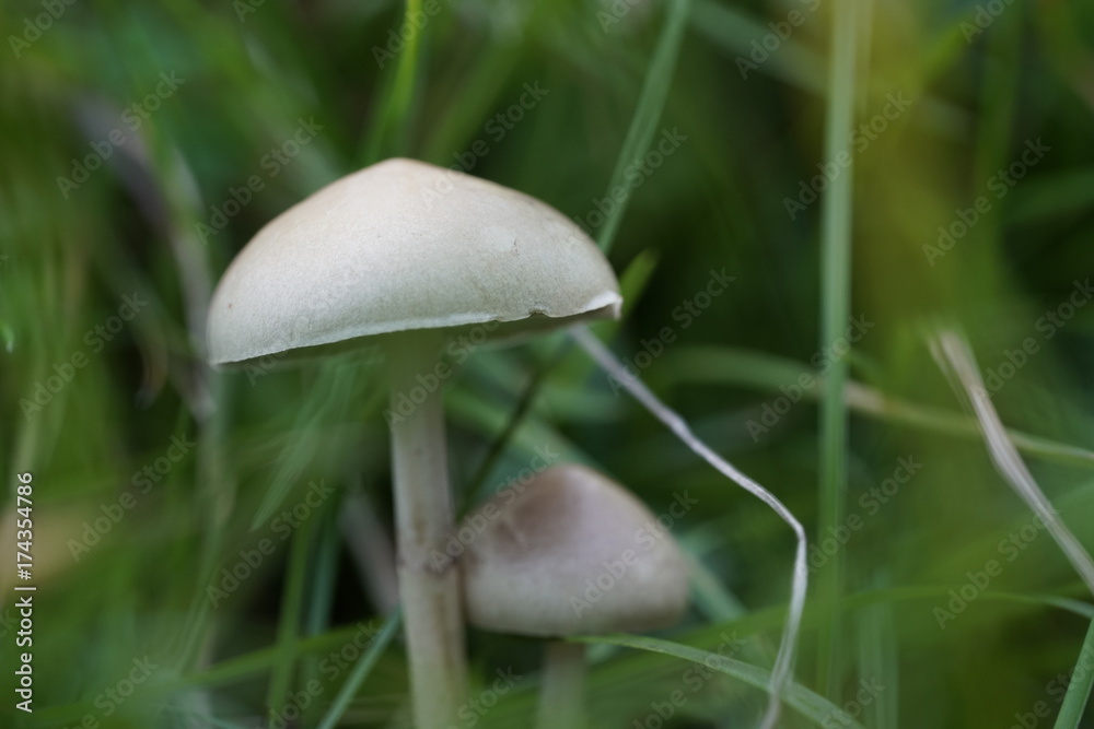 White unidentified white mushrooms in the grass shot at Amager fælled fall of 2017 White unidentified white mushrooms in the grass shot at Amager fælled fall of 2017