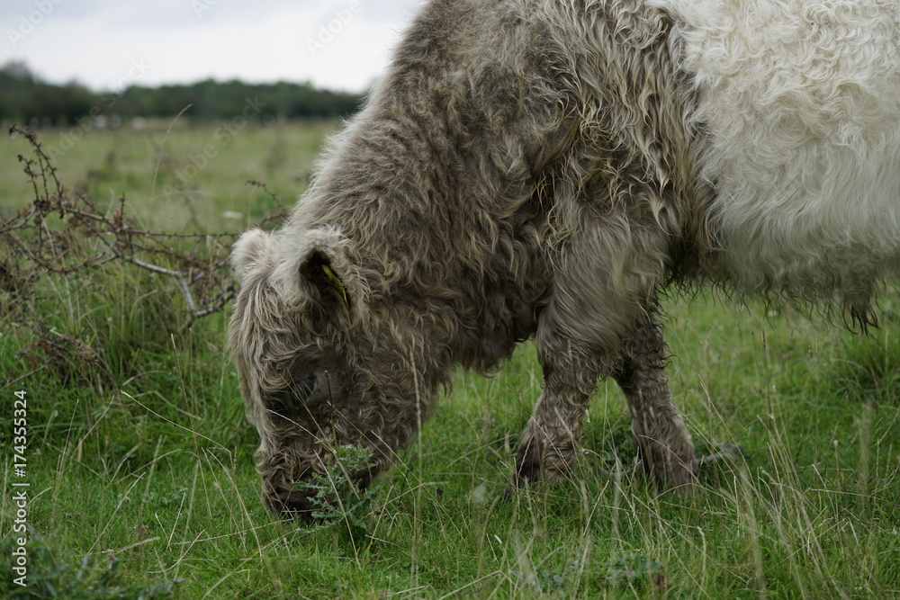 Fototapeta premium Super cute cow grazing with grey dramatic sky at Amager Fælled fall of 2017