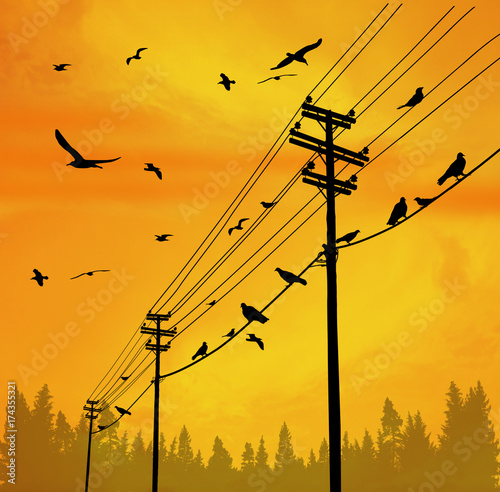 Electricity poles with birds on wire