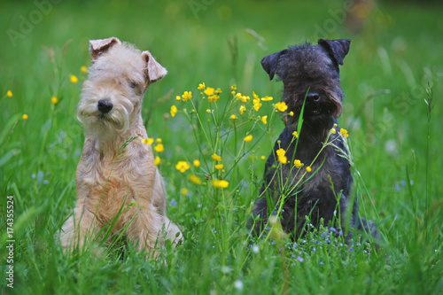 Fotografie Red and blue Lakeland Terrier dogs sitting outdoors on a green grass with yellow