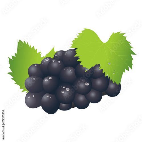 巨峰　ブドウのイラスト｜フルーツのイラスト｜Grape illustration
