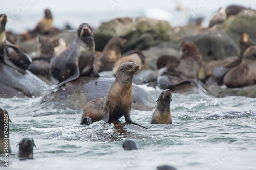 sea lions, Bering Island, Russia