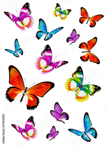 beautiful color butterflies,set, isolated on a white