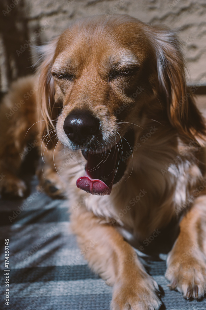 Yawning dog