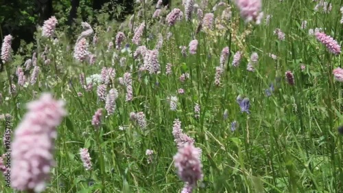 Fiori nei prati delle Alpi Piemontesi