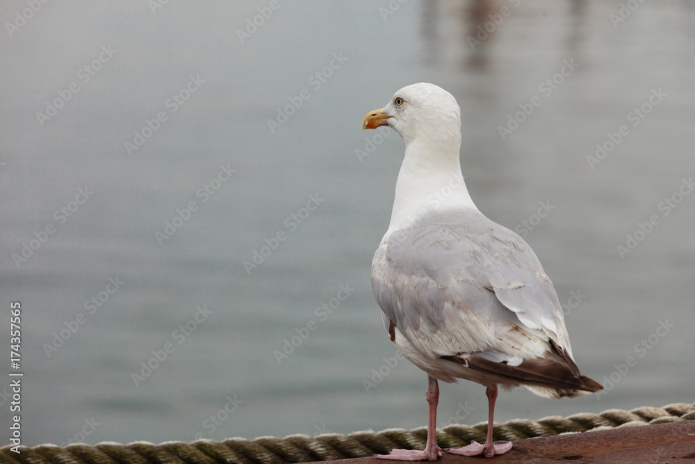 Closeup of seagull bird standing next to water Closeup of seagull bird standing next to water