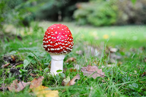 Fly agaric (amanita muscaria) the archetypal toadstool with red and white spotted cap. Highly poisonous and hallucinogenic 