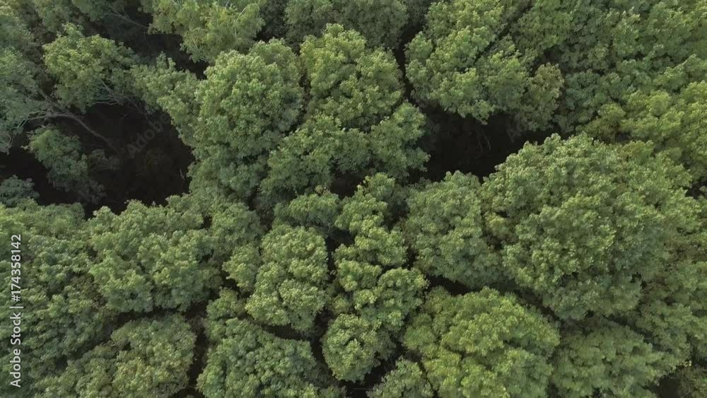 Aerial video of a green forest at sunny day - the trees blow in the wind. Drone moving at high altitude. Aerial stock footage shot at autumn season time.
