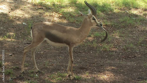 Deer Feeding 2
