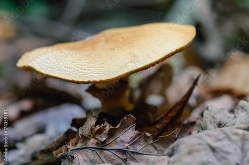Honey fungus (armillaria mellea), although edible, there are reports of allergic reactions.