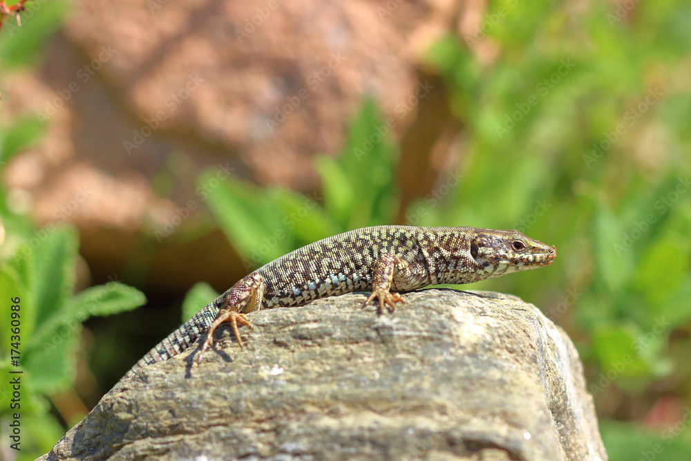 Macro/closeup of an lizard Podarcis muralis Macro/closeup of an lizard Podarcis muralis