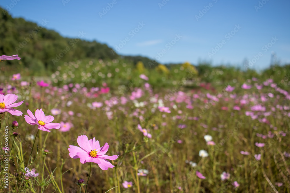 Radiance; Cosmos Bipinnatus; Fully Bloomed Colorful Cosmos on Mountain Landscape in October Radiance; Cosmos Bipinnatus; Fully Bloomed Colorful Cosmos on Mountain Landscape in October