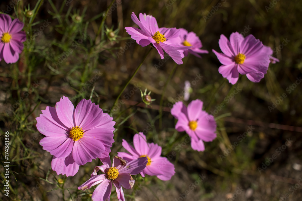 Sensation; Cosmos Bipinnatus; Fully Bloomed Pink Cosmos at Garden in October Sensation; Cosmos Bipinnatus; Fully Bloomed Pink Cosmos at Garden in October