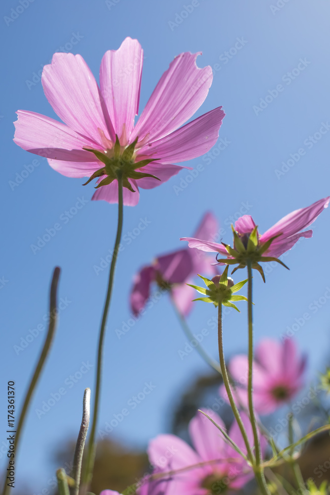 Sensation; Cosmos Bipinnatus; Pink Cosmos Standing Up Towerd Sky
