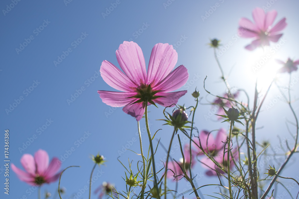 Sensation; Cosmos Bipinnatus; Pink Cosmos Standing Up Towerd Sky