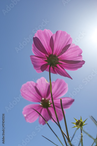 Sensation; Cosmos Bipinnatus; Pink Cosmos Standing Up Towerd Sky
