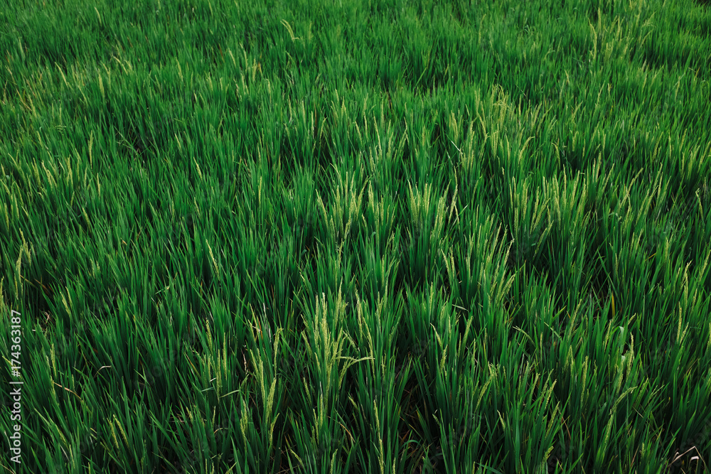 Green Rice Field in Bali, Indonesia Green Rice Field in Bali, Indonesia