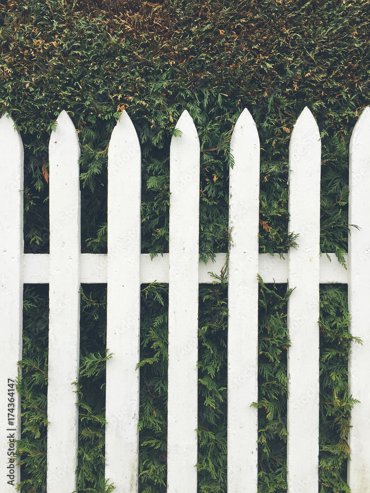 White picket fence in front of green hedge White picket fence in front of green hedge