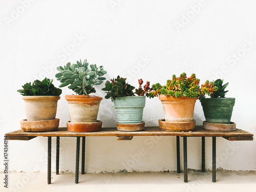 Potted succulent plants on a bench photo