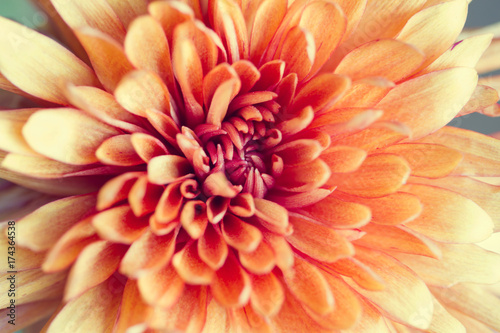 Macro of center of peach mum flower