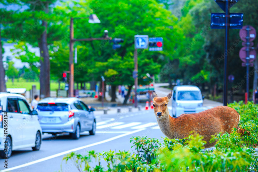 Fototapeta premium 奈良の鹿