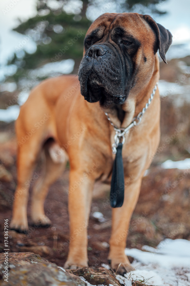 Portrait of adult bull mastiff Portrait of adult bull mastiff
