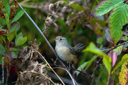 Marsh Wren in Necedah National Wildlife Refuge in Wisconsin in autumn photo