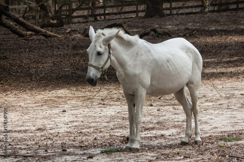 white horse V