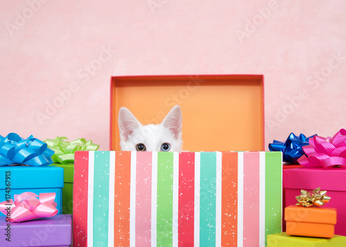 Photography White kitten with heterochromia eyes, one blue one yellow green crouched down in a striped colorful birthday present box with bright presents festive bows surrounding