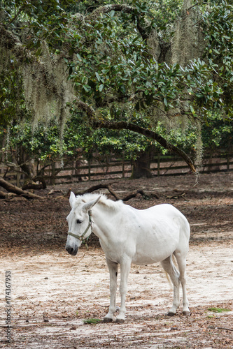 white horse III © Nelson