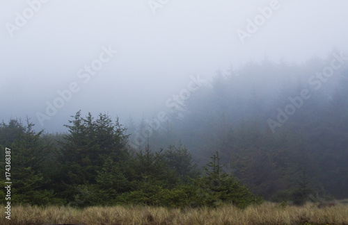 Foggy  redwood forest © E. Clark