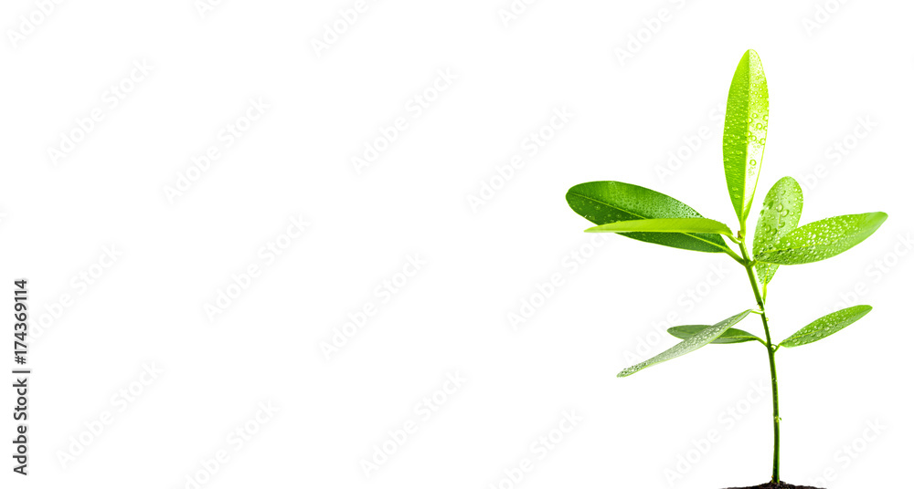 Freshness leaves of Alexandrian laurel young plant