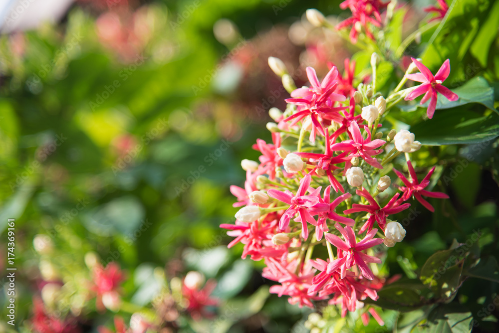 Red and pink of Rangoon creeper flower. (Quisqualis indica L.) in garden. Red and pink of Rangoon creeper flower. (Quisqualis indica L.) in garden.