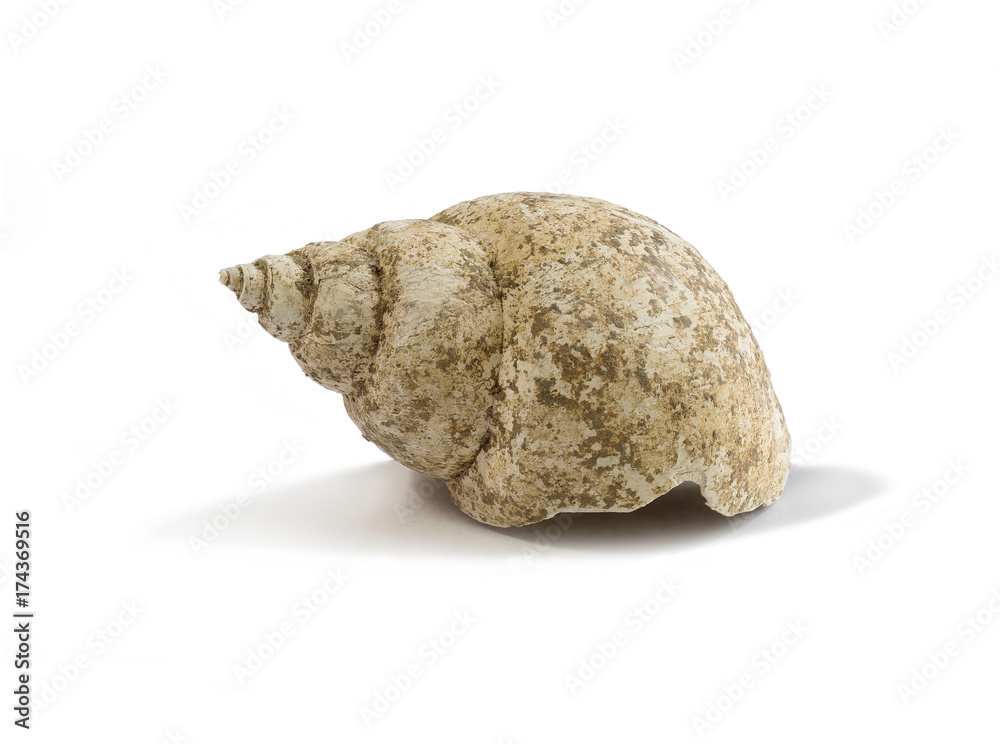 Shell on white background .