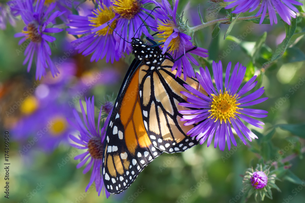 Naklejka premium Monarch Butterfly on Purple Flower 
