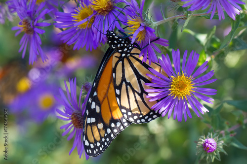 Monarch Butterfly on Purple Flower 