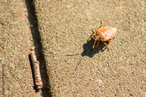 Palomena prasina green wood bug creeps over the tile macro photo