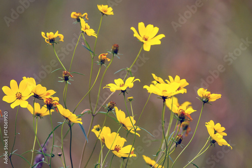 Fototapeta Naklejka Na Ścianę i Meble -  Tickseed Sunflower, a native wildflower, blooms in Necedah National Wildlife Refuge in Wisconsin