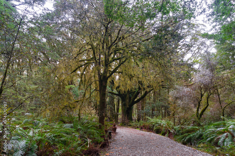 Hiking path among rainforest