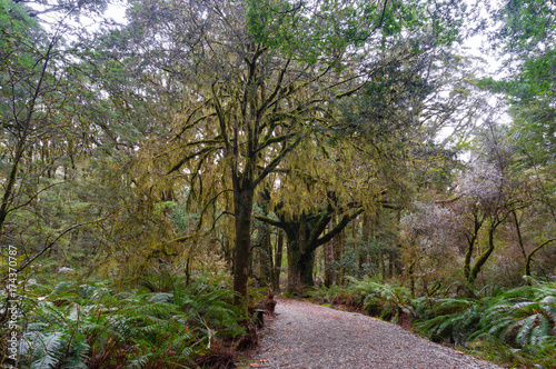 Hiking path among rainforest