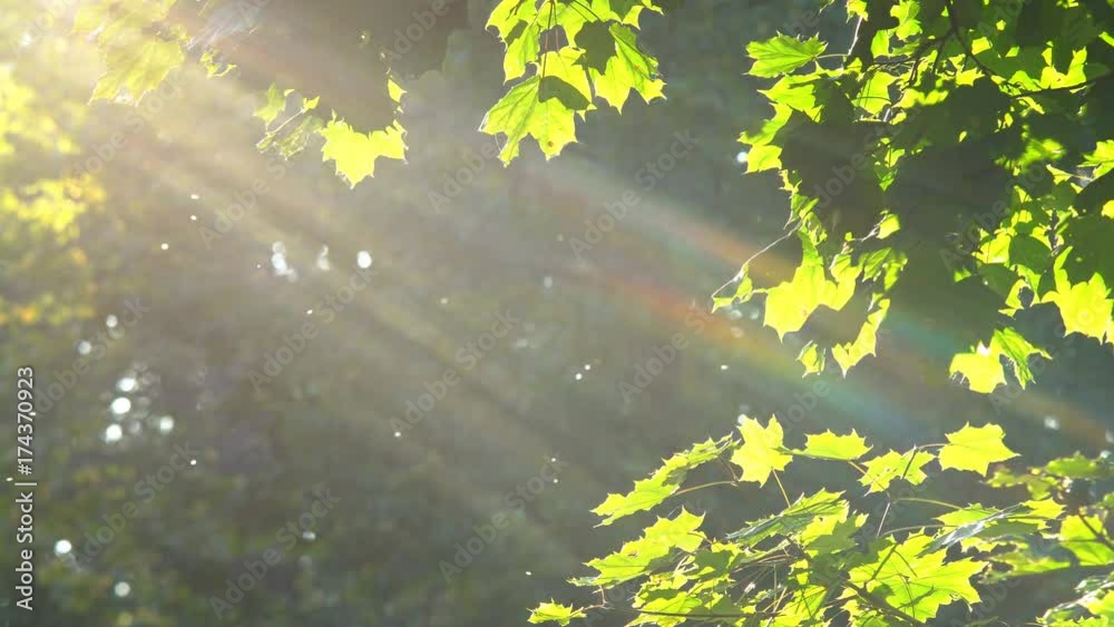 Autumn tree branches Dense branches of forest trees with swarming insects in the suns rays Autumn tree branches Dense branches of forest trees with swarming insects in the suns rays