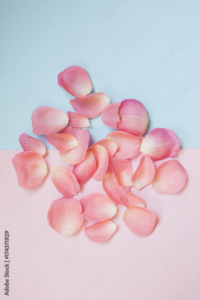 Pink petals on a pastel background Pink petals on a pastel background