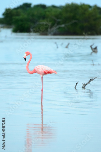 Pink flamingo and it's pale reflection in waters of mangrove forest photo