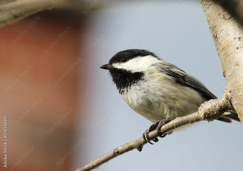 Fototapeta premium Chickadee in an Apple Tree