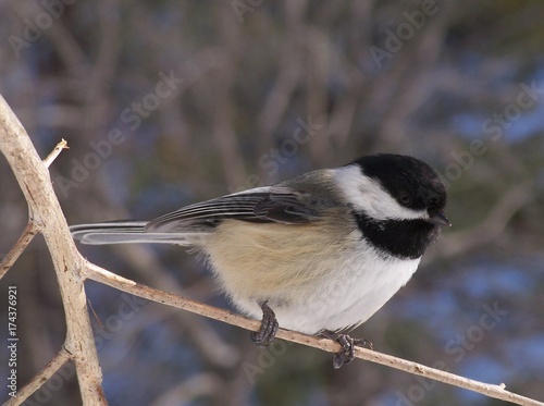 chickadee in a tree © Chad