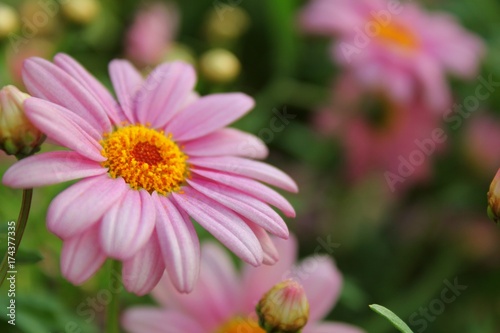 Pink flower in a garden