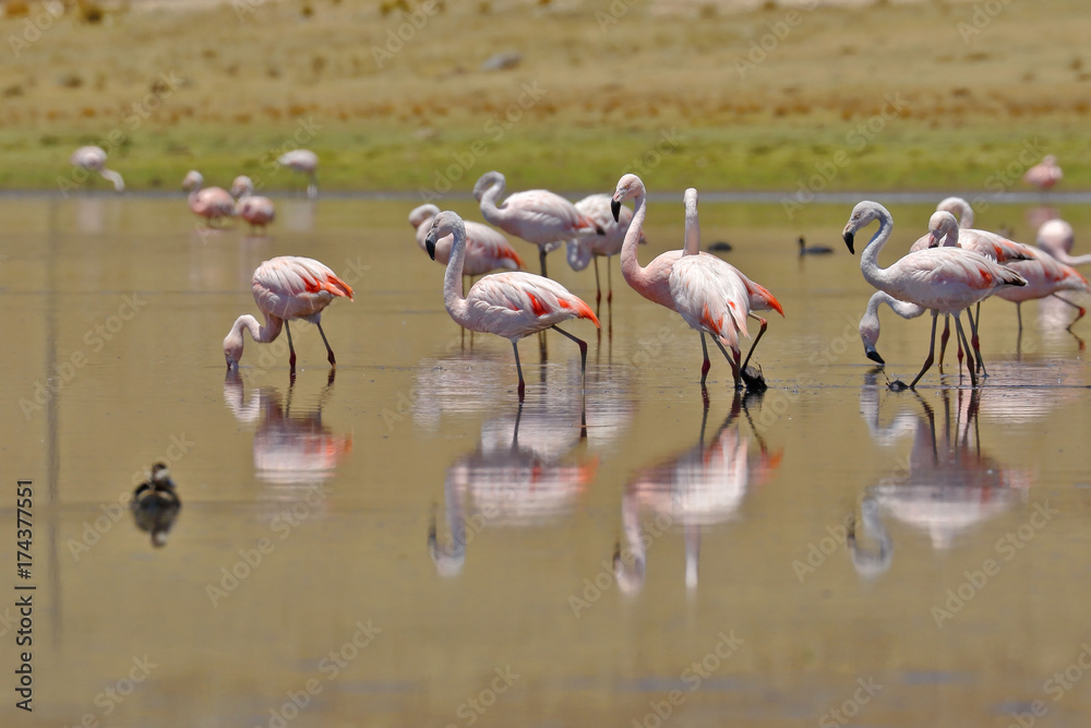 Fototapeta premium Flamenco chileno (Phoenicopterus chilensis)