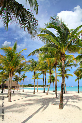 Palm trees on the beach, shallow focus